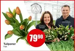 Spar Tulipaner, NOK 79.9 tilbud