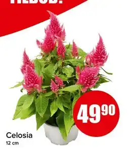 Spar Celosia, NOK 49.9 tilbud