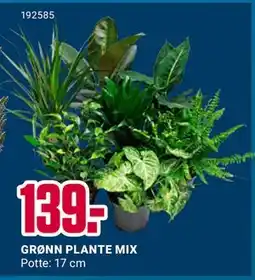 Europris GRØNN PLANTE MIX, NOK 139 tilbud