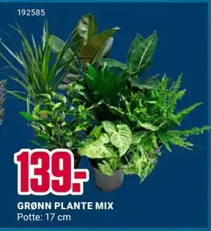 Europris GRØNN PLANTE MIX, NOK 139 tilbud
