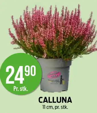 Kiwi Calluna tilbud