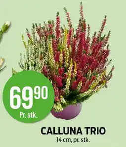 Kiwi Calluna trio tilbud
