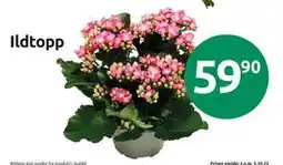 Joker Ildtopp, NOK 59.9 tilbud