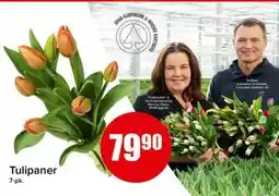 Spar Tulipaner, NOK 79.9 tilbud