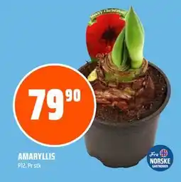 Coop Obs AMARYLLIS, NOK 79.9 tilbud