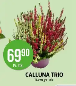 Kiwi CALLUNA TRIO, NOK 69.9 tilbud
