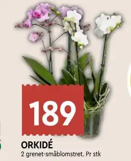 Coop Mega ORKIDÉ, NOK 189 tilbud