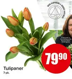 Spar Tulipaner, NOK 79.9 tilbud