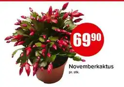 Spar Novemberkaktus, NOK 69.9 tilbud
