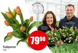 Spar Tulipaner tilbud