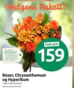 Joker Roser, Chrysanthemum og Hyperikum, NOK 159 tilbud