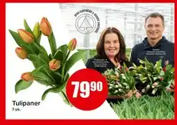 Spar Tulipaner, NOK 79.9 tilbud
