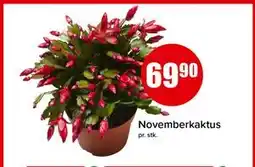 Spar Novemberkaktus, NOK 69.9 tilbud