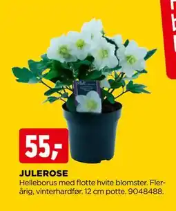 jem & fix JULEROSE, NOK 55 tilbud