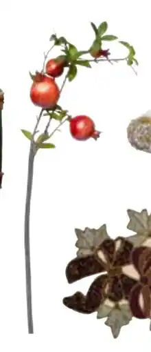 Nille Granateple gren, NOK 74.95 tilbud