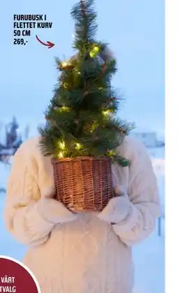 Coop Obs FURUBUSK I FLETTET KURV 50 CM, NOK 269 tilbud