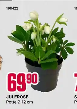 Europris JULEROSE, NOK 69.9 tilbud