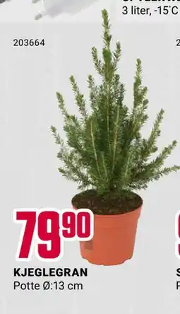 Europris KJEGLEGRAN, NOK 79.9 tilbud