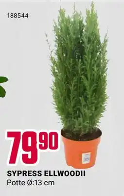 Europris SYPRESS ELLWOODII, NOK 79.9 tilbud