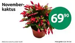 Joker Novemberkaktus, NOK 69.9 tilbud