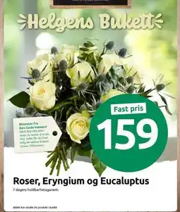 Joker Roser, Eryngium og Eucaluptus, NOK 159 tilbud