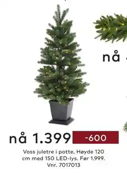 Skeidar Voss juletre i potte, NOK 1399 tilbud