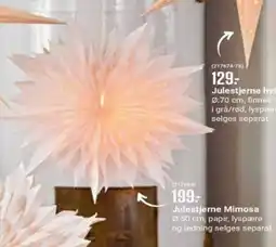 Europris Julestjerne Mimosa tilbud