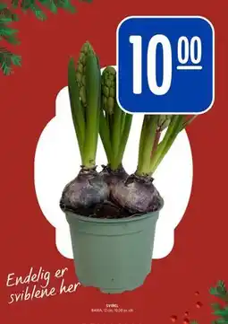 Rema 1000 SVIBEL, NOK 10 tilbud