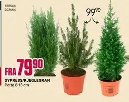 Europris SYPRESS/KJEGLEGRAN tilbud