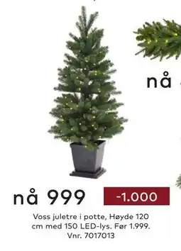 Skeidar Voss juletre i potte, NOK 999 tilbud