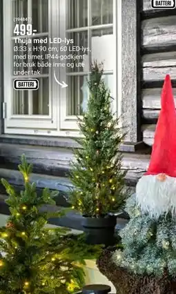 Europris Thuja med LED-lys, NOK 499 tilbud