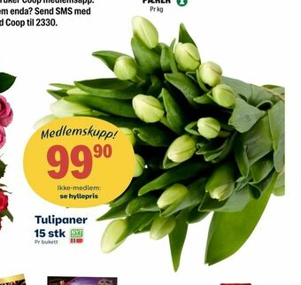 Coop Extra Tulipaner 15 stk tilbud