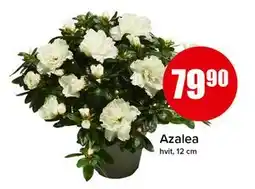 Spar Azalea, NOK 79.9 tilbud