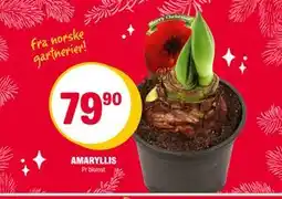Coop Extra AMARYLLIS, NOK 79.9 tilbud