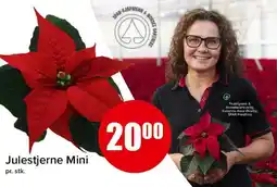 Spar Julestjerne Mini tilbud