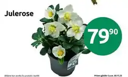 Joker Julerose, NOK 79.9 tilbud