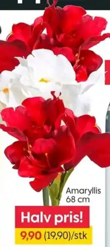 Rusta Amaryllis tilbud