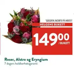 Jacobs Roser, Alstro og Eryngium, NOK 149 tilbud
