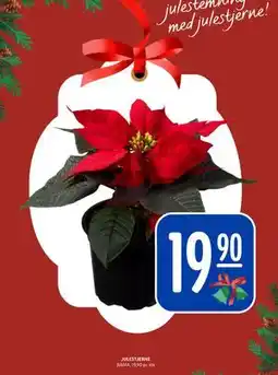 Rema 1000 JULESTJERNE, NOK 19.9 tilbud