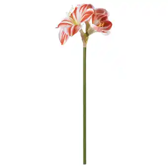 IKEA Vinterfint Kunstige blomster, inne/ute Amaryllis/rød hvit, 60 cm tilbud