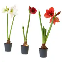 IKEA Hippeastrum Potteplante, Amaryllis/2 knopper flere farger, 13 cm tilbud