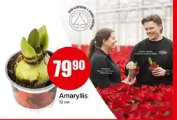 Spar Amaryllis, NOK 79.9 tilbud