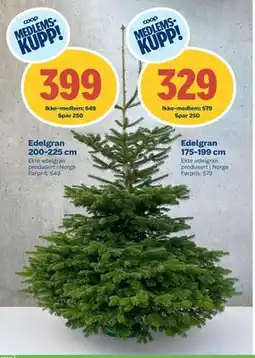 Coop Byggmix Edelgran 175-199 cm, NOK 579, Medlemspris tilbud