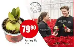 Spar Amaryllis, NOK 79.9 tilbud