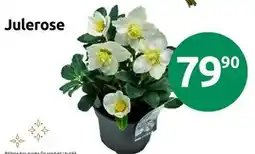 Joker Julerose, NOK 79.9 tilbud