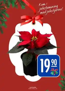 Rema 1000 JULESTJERNE, NOK 19.9 tilbud