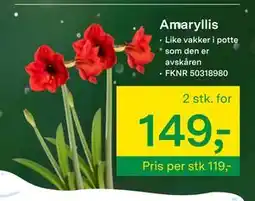 Felleskjøpet Amaryllis, NOK 149 tilbud