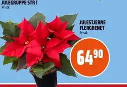 Coop Obs Julestjerne flergrenet pr stk tilbud