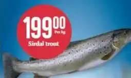 CC Mat Sirdal trout tilbud