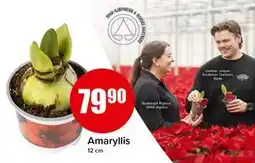 Spar Amaryllis tilbud